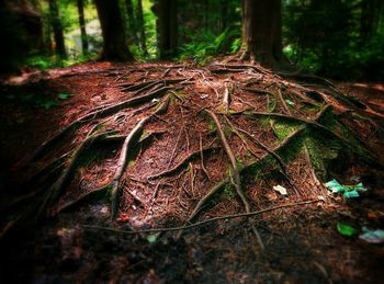 Trees in forest