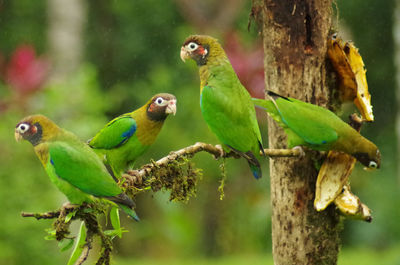 Close-up of parrot perching on tree