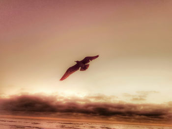 Bird flying over sea against sky