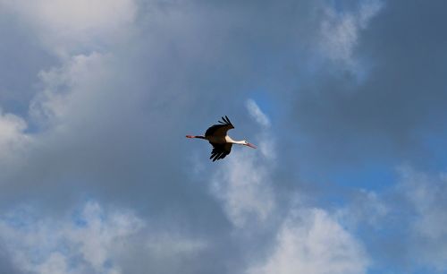 Low angle view of bird flying against sky