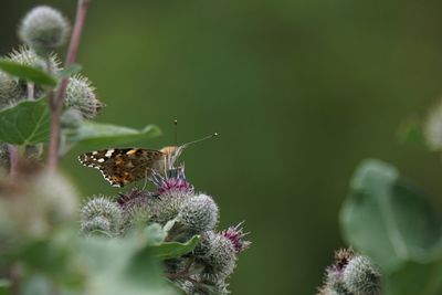 Close-up of butterfly pollinating on flower