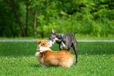 View of two dogs on land