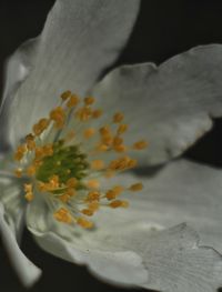 Close-up of white flower