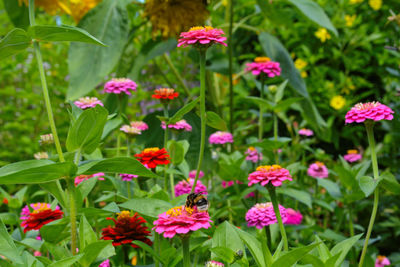 Close-up of pink flowers blooming outdoors