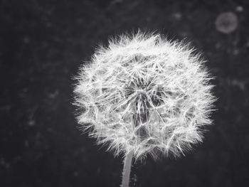 Close-up of dandelion against blurred background