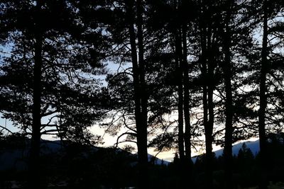Low angle view of silhouette trees in forest against sky