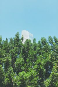 Low angle view of trees against clear sky