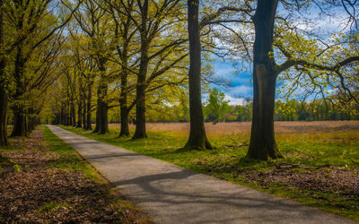 Footpath amidst trees