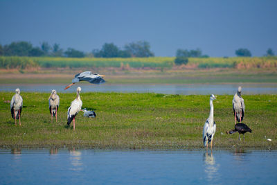 Birds on a lake