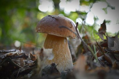 Close-up of mushrooms growing on tree trunk