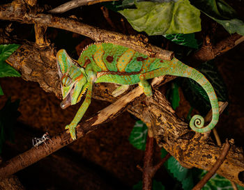 Close-up of lizard on tree trunk