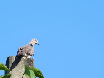 Low angle view of pigeon perching against clear blue sky