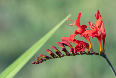 Close up of a valentine flower in bloom