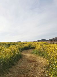 Scenic view of field against sky