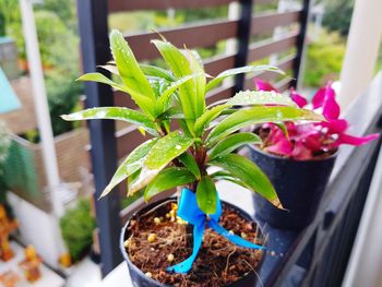 Close-up of potted plant on window sill