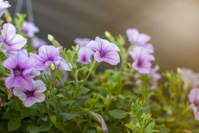 Close-up of pink flowering plant