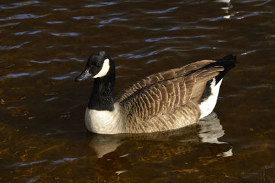 High angle view of duck swimming in lake