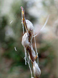 Close-up of spider web on plant at field