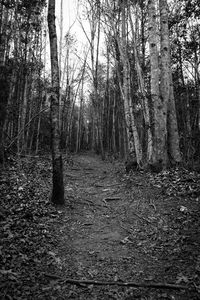 Trees in forest