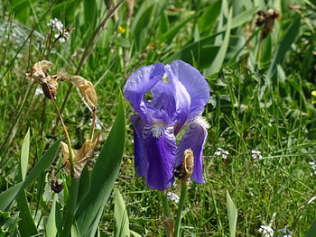 Close-up of purple iris flowers