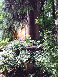 Plants and trees in forest