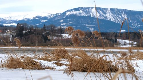 Scenic view of snow covered field against sky