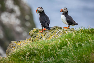 Birds perching on rock