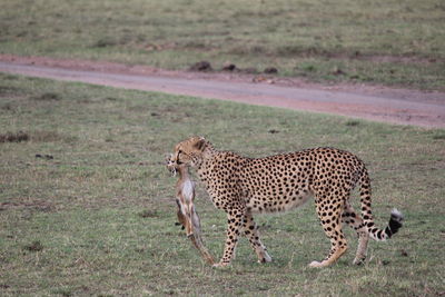Side view of a cheetah