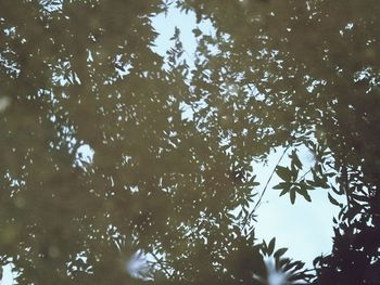 Low angle view of trees against sky