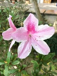 Close-up of pink flower