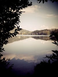 Reflection of trees in calm lake