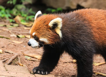 Close up of a red panda looking away