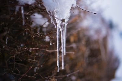 Close-up of icicles on branch