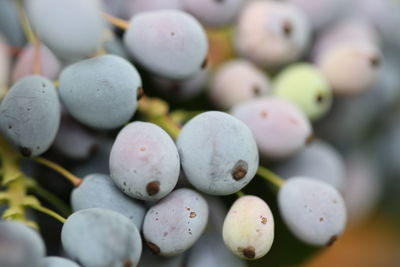 Close-up of fruits on plant