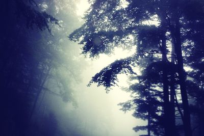 Low angle view of trees against sky