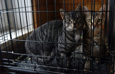 Portrait of cat in cage