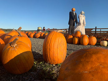 High angle view of pumpkins on field against clear sky