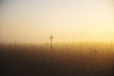 Scenic view of field against sky during foggy weather