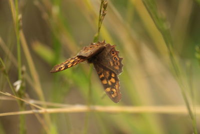 A small butterfly taken with a 500d canon camera and zoom lens