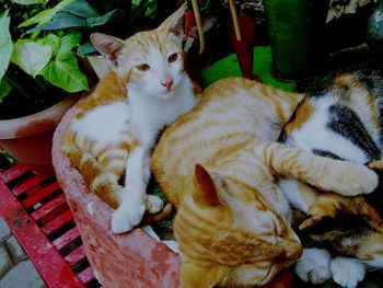 High angle view of cute kittens relaxing on potted plant in back yard
