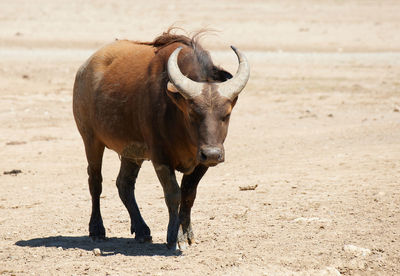 Horse standing on field