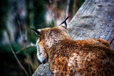 Close-up of wild cat