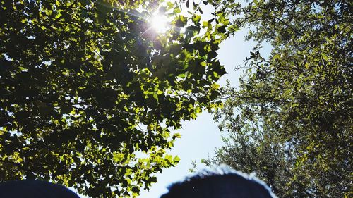 Low angle view of trees against sky