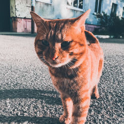 Street cat, keeps the whole area in awe
