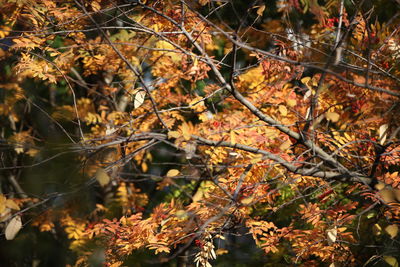 Autumn leaves on tree branch