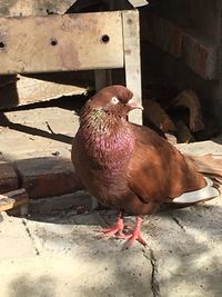 Close-up of birds