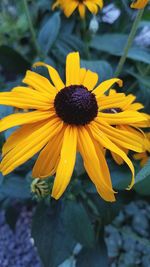 Close-up of yellow flower blooming outdoors