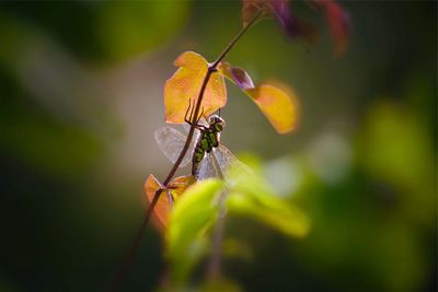 Close-up of insect on flower