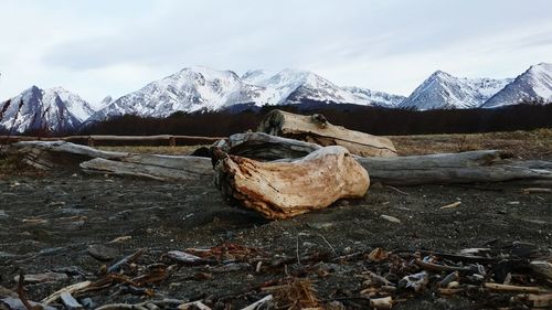 Wood on field against snowcapped mountains