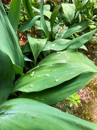 Close-up of raindrops on leaves